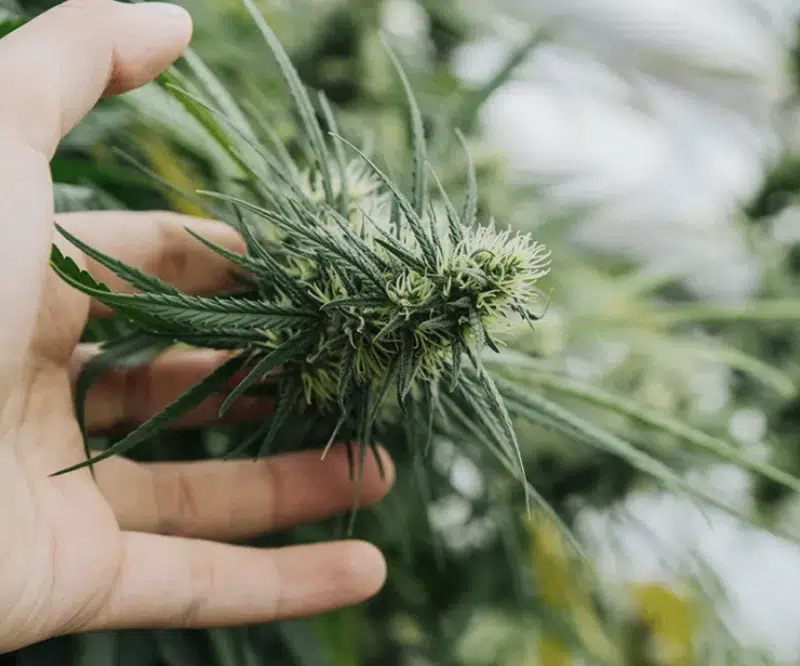 marijuana flower