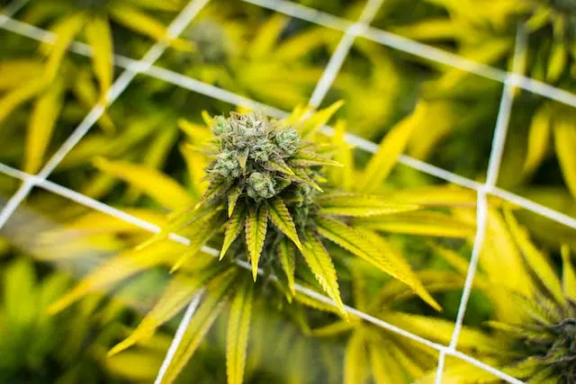sativa cannabis flower