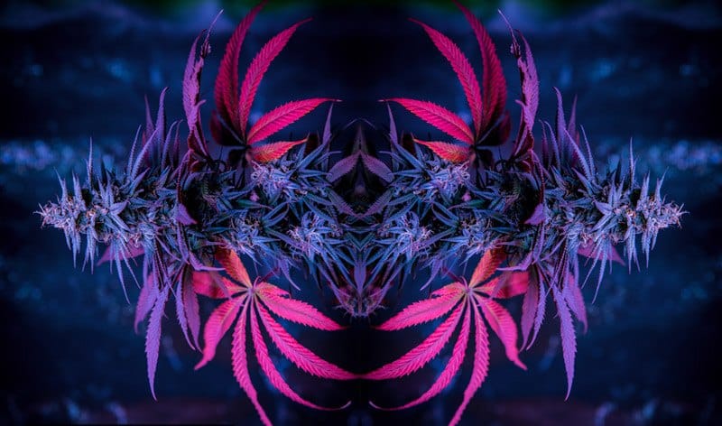 colorful weed strains in a kaleidoscope view