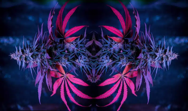 colorful weed strains in a kaleidoscope view