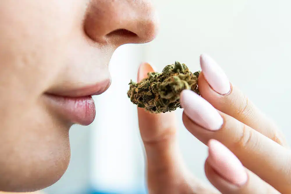 Terpenes 101: What They Are and How They Work