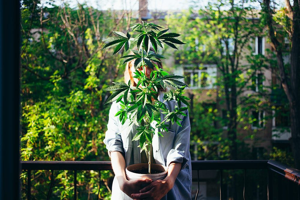 Outdoor Cultivation 101