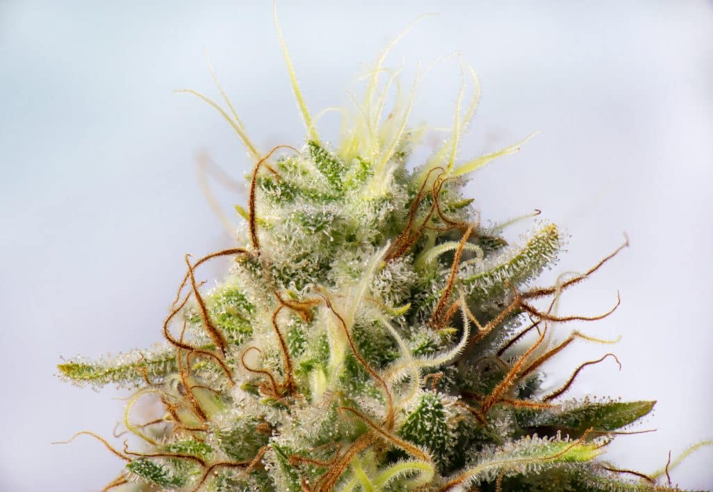 Macro detail of Cannabis flower (white critical strain) with visible trichomes, medical marijuana concept