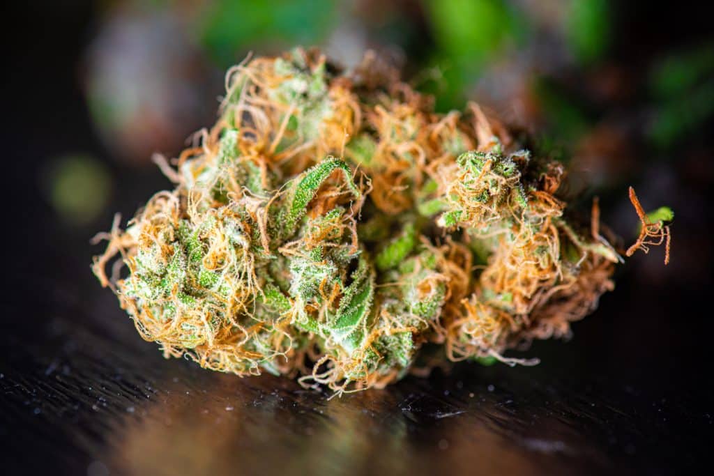 Cannabis flower bud