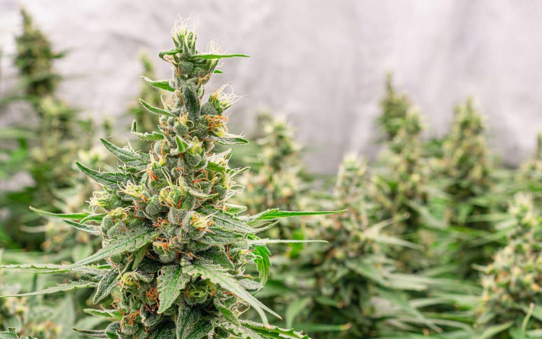 Green Wednesday & Black Friday Deals in Santa Ana