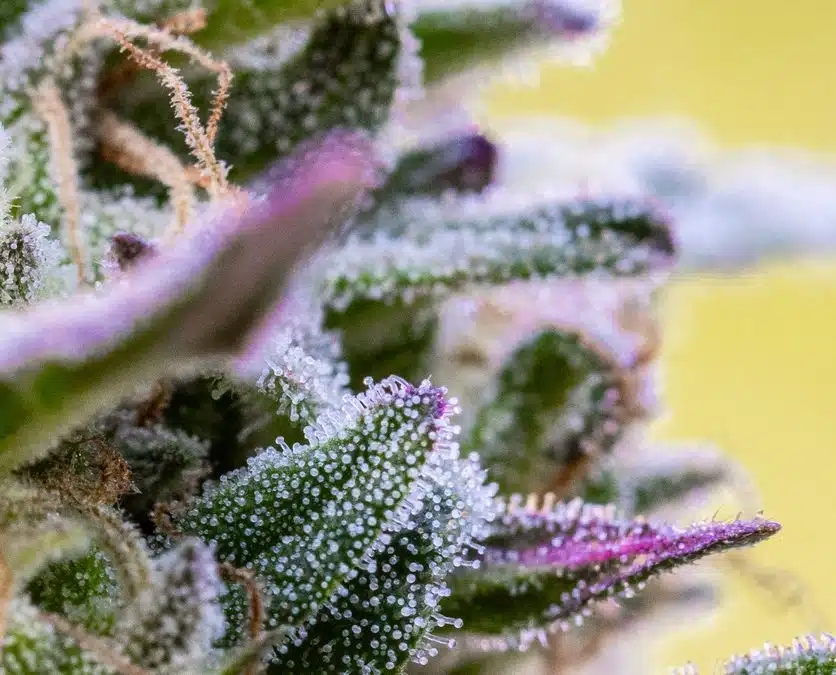 How to Tell if Weed Is Good: What to Look for When Buying Flower